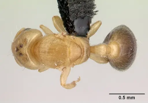 Melissotarsus insularis specimen CASENT0125648 image casent0125648_1