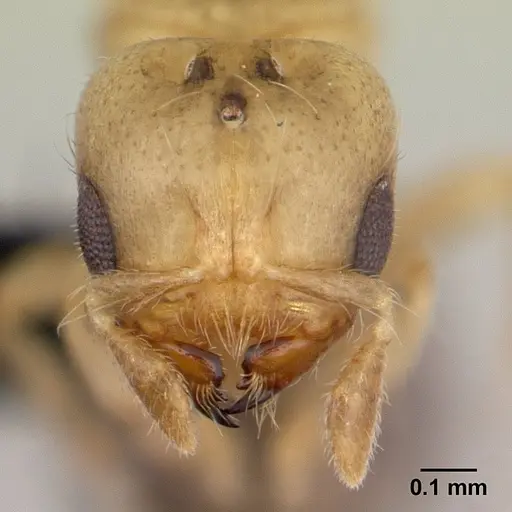 Melissotarsus insularis specimen CASENT0125648 image casent0125648_2