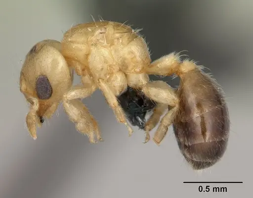 Melissotarsus insularis specimen CASENT0125648 image casent0125648_3