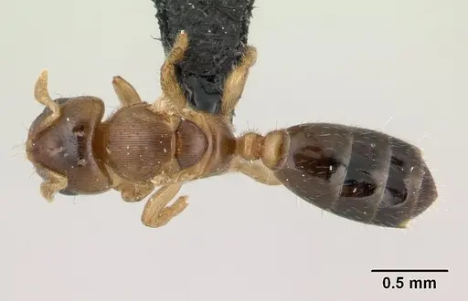 Melissotarsus insularis specimen CASENT0125650 image casent0125650_1