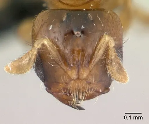 Melissotarsus insularis specimen CASENT0125650 image casent0125650_2