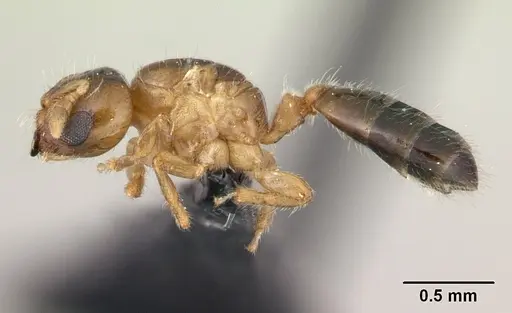 Melissotarsus insularis specimen CASENT0125650 image casent0125650_3