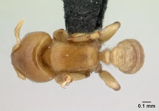 Melissotarsus insularis specimen CASENT0125657 image casent0125657_1