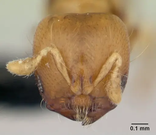 Melissotarsus insularis specimen CASENT0125657 image casent0125657_2