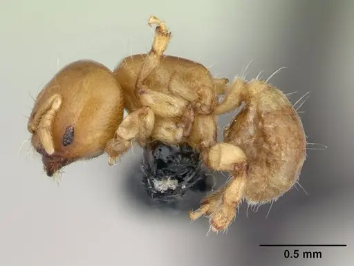 Melissotarsus insularis specimen CASENT0125657 image casent0125657_3