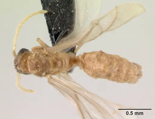 Melissotarsus insularis specimen CASENT0132274 image casent0132274_1