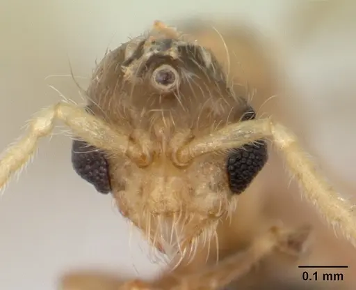 Melissotarsus insularis specimen CASENT0132274 image casent0132274_2