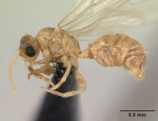 Melissotarsus insularis specimen CASENT0132274 image casent0132274_3
