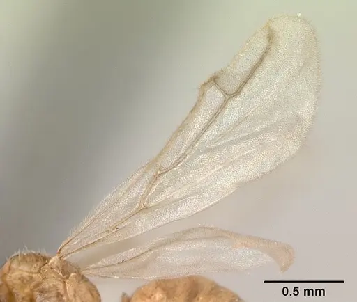 Melissotarsus insularis specimen CASENT0132274 image casent0132274_4