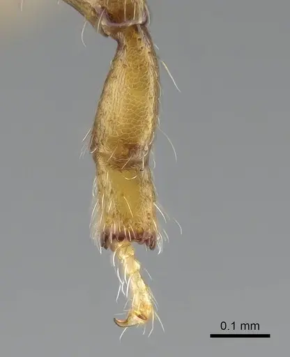 Melissotarsus insularis specimen CASENT0303615 image casent0303615_1