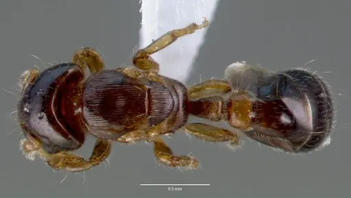 Melissotarsus insularis specimen CASENT0422973 image casent0422973_1