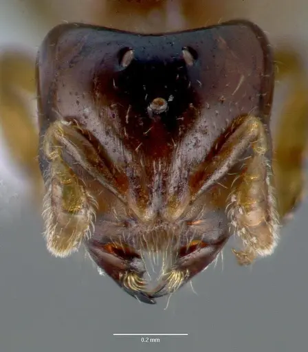 Melissotarsus insularis specimen CASENT0422973 image casent0422973_2