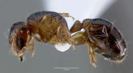 Melissotarsus insularis specimen CASENT0422973 image casent0422973_3