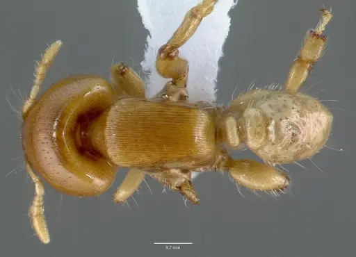 Melissotarsus insularis specimen CASENT0426119 image casent0426119_1