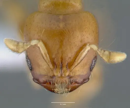 Melissotarsus insularis specimen CASENT0426119 image casent0426119_2