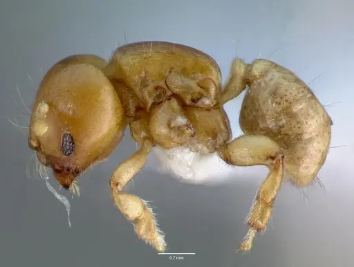 Melissotarsus insularis specimen CASENT0426119 image casent0426119_3