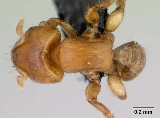 Melissotarsus insularis specimen CASENT0498665 image casent0498665_1