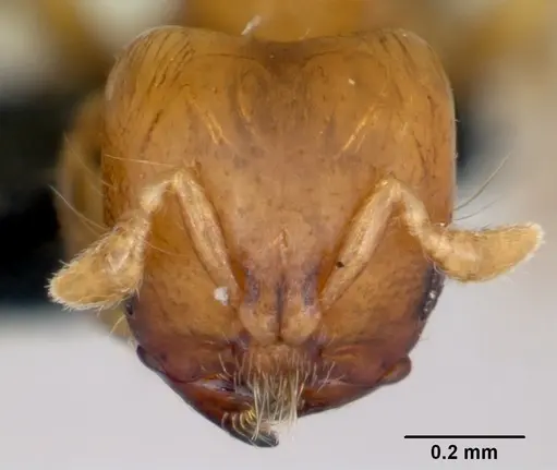 Melissotarsus insularis specimen CASENT0498665 image casent0498665_2