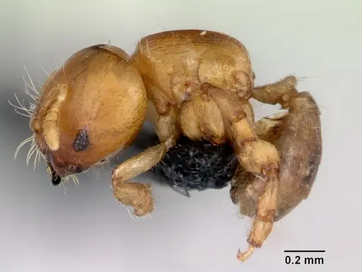 Melissotarsus insularis specimen CASENT0498665 image casent0498665_3