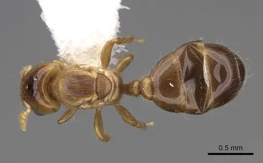 Melissotarsus insularis specimen CASENT0922951 image casent0922951_1