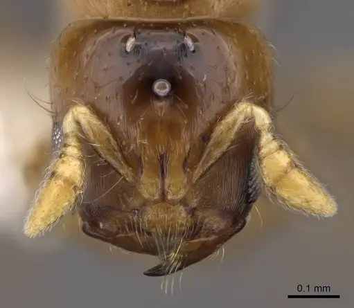 Melissotarsus insularis specimen CASENT0922951 image casent0922951_2