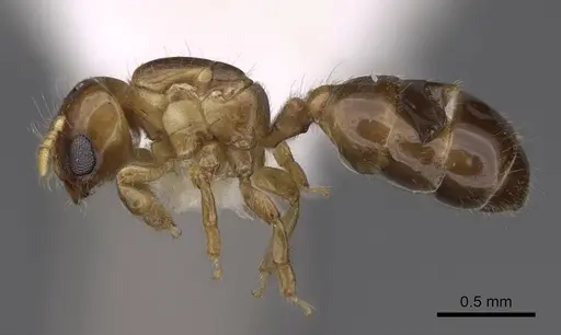 Melissotarsus insularis specimen CASENT0922951 image casent0922951_3