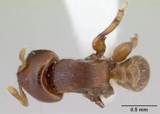 Melissotarsus weissi specimen CASENT0178294 image casent0178294_1