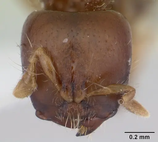 Melissotarsus weissi specimen CASENT0178294 image casent0178294_2