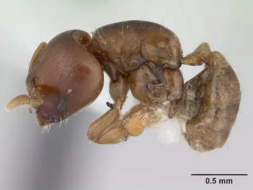 Melissotarsus weissi specimen CASENT0178294 image casent0178294_3
