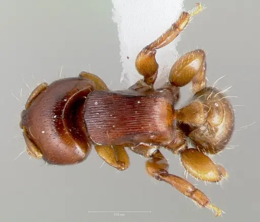 Melissotarsus weissi specimen CASENT0401869 image casent0401869_1