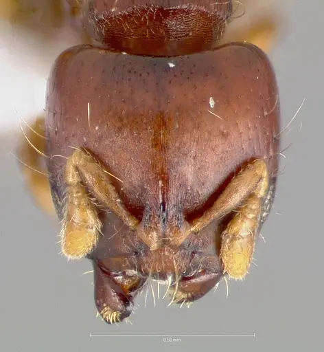 Melissotarsus weissi specimen CASENT0401869 image casent0401869_2