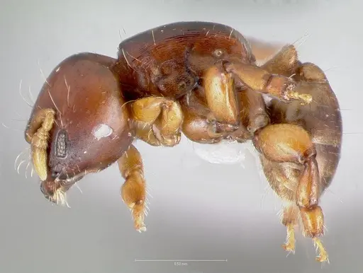 Melissotarsus weissi specimen CASENT0401869 image casent0401869_3