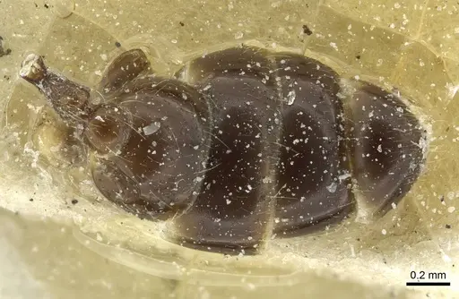 Melissotarsus weissi specimen CASENT0913017 image casent0913017_1