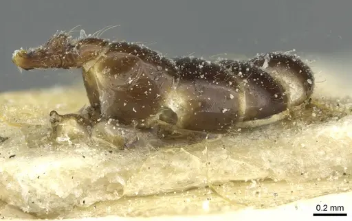 Melissotarsus weissi specimen CASENT0913017 image casent0913017_2