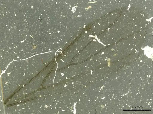 Melissotarsus weissi specimen CASENT0913017 image casent0913017_3