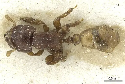 Melissotarsus weissi specimen CASENT0913018 image casent0913018_1