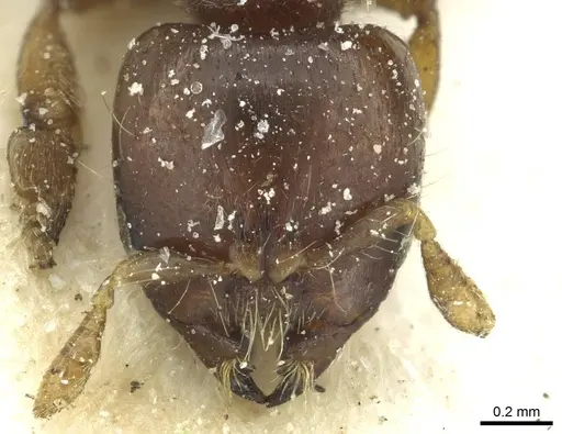 Melissotarsus weissi specimen CASENT0913018 image casent0913018_2