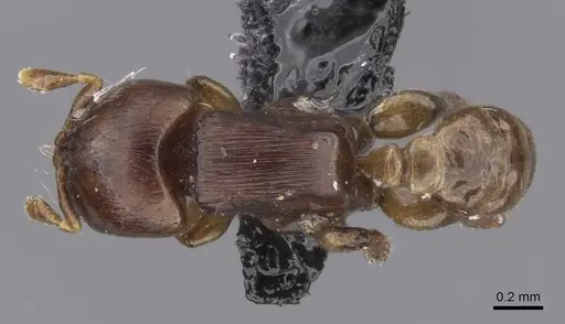 Melissotarsus weissi specimen CASENT0913762 image casent0913762_1