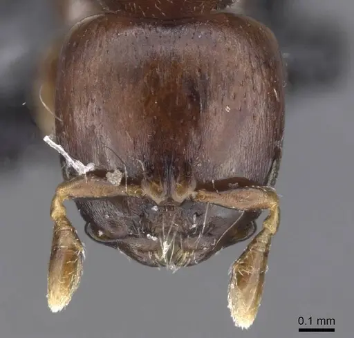Melissotarsus weissi specimen CASENT0913762 image casent0913762_2
