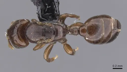 Melissotarsus weissi specimen CASENT0913763 image casent0913763_1