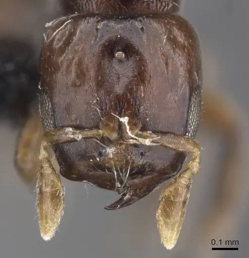 Melissotarsus weissi specimen CASENT0913763 image casent0913763_2