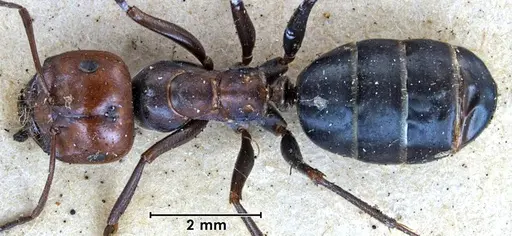 Melophorus aeneovirens specimen ANTWEB1038562 image antweb1038562_1