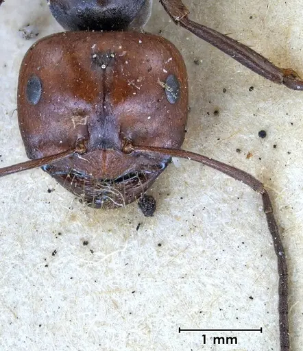 Melophorus aeneovirens specimen ANTWEB1038562 image antweb1038562_2