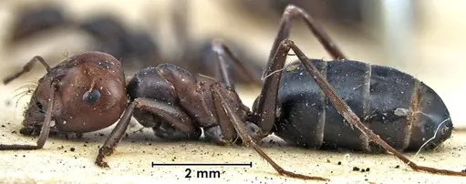 Melophorus aeneovirens specimen ANTWEB1038562 image antweb1038562_3