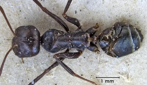 Melophorus aeneovirens specimen ANTWEB1038563 image antweb1038563_1
