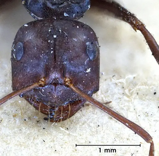 Melophorus aeneovirens specimen ANTWEB1038563 image antweb1038563_3