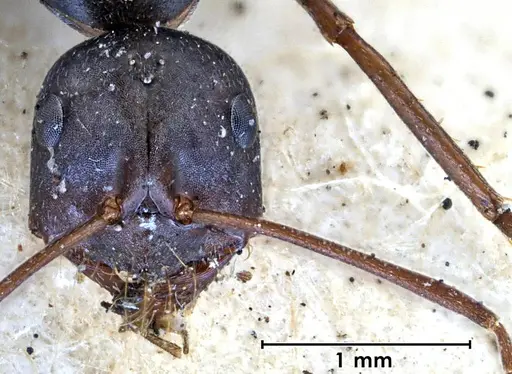 Melophorus aeneovirens specimen ANTWEB1038563 image antweb1038563_4