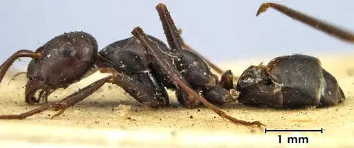 Melophorus aeneovirens specimen ANTWEB1038563 image antweb1038563_5