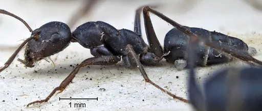 Melophorus aeneovirens specimen ANTWEB1038563 image antweb1038563_6