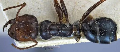 Melophorus aeneovirens specimen ANTWEB1038567 image antweb1038567_1